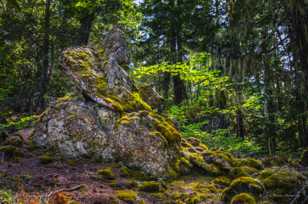 Proxy Falls trail-3995.jpg Proxy Falls trail-3995.jpg